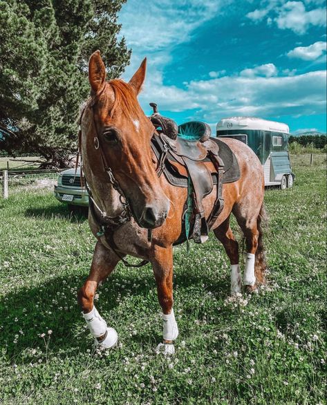 Barrel Horses, Western Horse Riding, Bay Horses, Ranch Horse, Western Horses, Inspirational Horse Quotes, Fjord Horse, Show Jumping Horses, Cute Horse Pictures