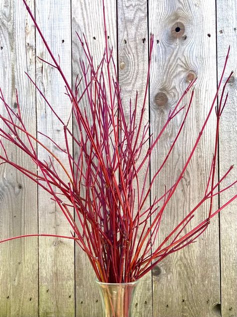 1620 Wild Red Twig Dogwood Branches Natural Decorative - Etsy Evergreen Planters, Red Osier Dogwood, Red Branches, Red Dogwood, Red Twig Dogwood, Twig Dogwood, Dogwood Branches, Ceramic Pots, Personalized Card