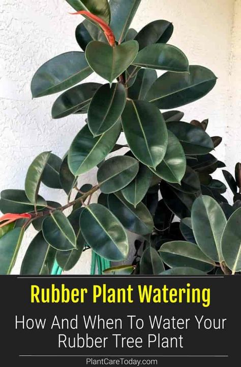 Rubber Plant Indoor, Rubber Plant Care, Houseplant Tips, Watering Bulbs, Rubber Tree Plant, Yard Plants, Easy House Plants, Air Purifying House Plants, Mom Goals