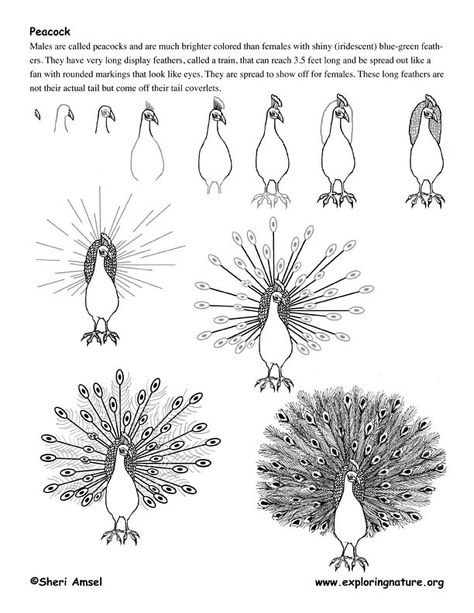 Peacock Drawing, Art Peacock, Art Worksheets, Peacock Art, Art Instructions, Sgraffito, Drawing Lessons, Peacocks, Elementary Art