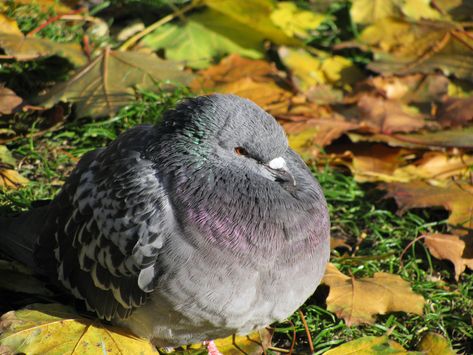 Pigeon Pfp, Cute Pigeon, Animal Study, Pretty Animals, Funny Birds, Silly Animals, Cute Birds, Cute Creatures, Animal Photo