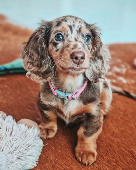 JIP {Male}: Mini Dachshund Puppies for Sale Near Me 3 Dapple Dachshund Miniature, Miniature Dachshund Puppy, Dachshund Colors, Daschund Puppies, Dapple Dachshund Puppy, Dachshund Puppies For Sale, Perfect Abs, Dachshund Puppy Miniature, Miniature Dachshunds