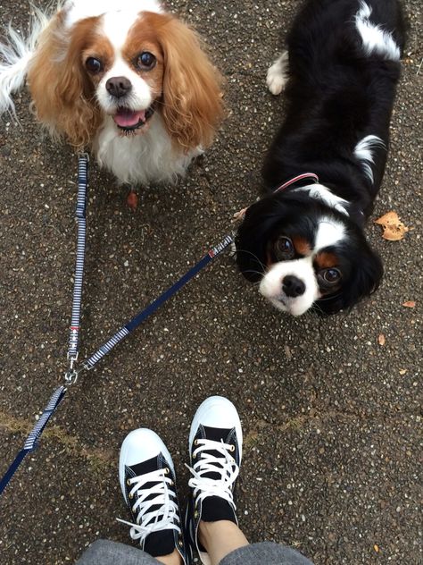 Tri Colour Cavalier King Charles, Cavalier King Spaniel, Cavalier Rescue, King Spaniel, Cavalier King Charles Dog, Cavalier Puppy, King Charles Dog, Tri Colour, Adorable Puppies