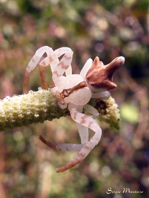 Crab spiders do not build webs. Some are wandering hunters and the most widely known are ambush predators. Some species sit on or beside flowers or fruit, where they grab visiting insects. — in Brazil. (spotted by Asergio.) Flower Crab Spider, Arachnids Spiders, Crab Spider, Spider Species, Cool Insects, Spider Mites, Cool Bugs, Spooky Spiders, Beautiful Bugs