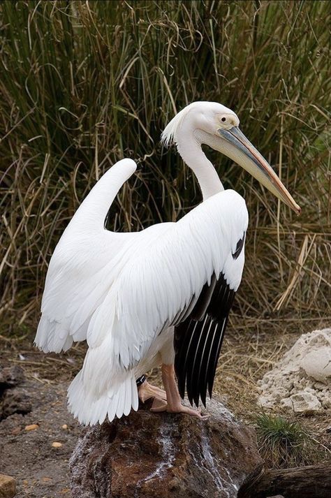 Pelican Photos, Florida Wildlife, White Pelican, Herons, Bird Watcher, Great White, Big Bird, Bird Photo, Colorful Birds