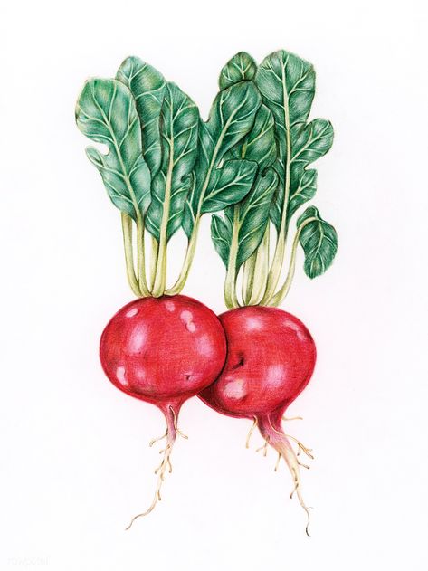 Radish Drawing, Radish Illustration, Drawn Vegetables, Radish Spirit, Eco Farm, Vegetable Drawing, Loose Watercolor Paintings, Vegetable Painting, Vegetables Photography