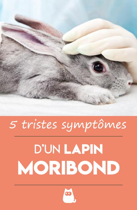 La vie est malheureusement synonyme de mort et les créatures les plus mignonnes ne sont malheureusement pas épargnées... Vous avez la sensation que votre lapin approche de la fin... ? Courage à vous ! #Lapin #LapinNain #LapinMignon #LapinMort #LapinQuiVaMourir Pet Bunny, Coco Chanel, Bunny Rabbit, Tao