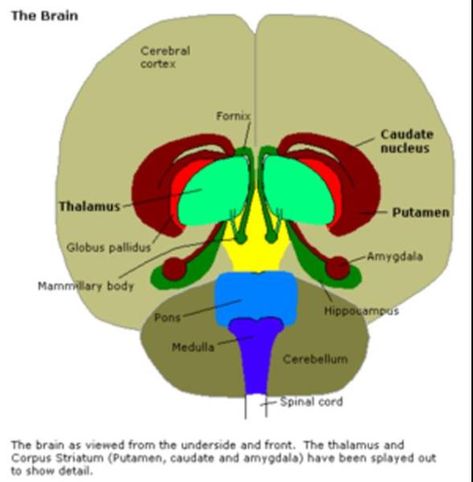 The Human Brain Neuron Structure, Caudate Nucleus, Brain Pictures, Nervous System Anatomy, Brain Diagram, Maze Labyrinth, Brain Nervous System, Basal Ganglia, Cerebral Cortex