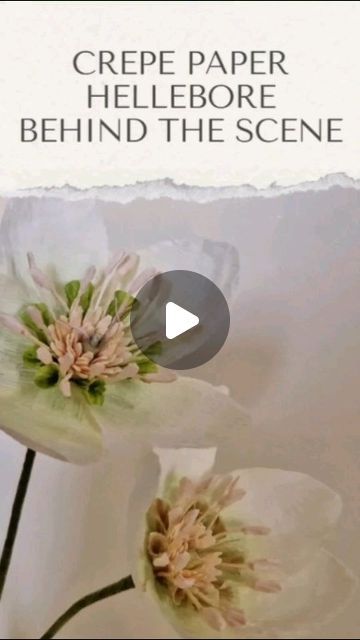 fleurs faites main en papier crépon on Instagram: "Crepe paper hellebore christmas carol making of   #paperflower #paperflowers #crepepaperflower #crepepaperflowers #paperart #papercraft #papercrafts #papercreations #handmadeflowers #handcraftedflowers #diyflower #floralart #paperblooms #paperbotanicals #crepepapercrafts #paperflorist #crepepaperflorist  #madeinparis #fleurenpapier #fleurencrepon #creationpapier #fleursdecrepon #makingof #behindthescenes #bts #hellebore #christmasvibes" Crepe Paper Hydrangea Diy, Giant Crepe Paper Flowers, Crepe Paper Leaves, Hellebore Flowers, Paper Botanicals, Diy Paper Flowers Tutorial, Crepe Paper Flowers Tutorial, Crepe Flowers, Corn Husk Crafts