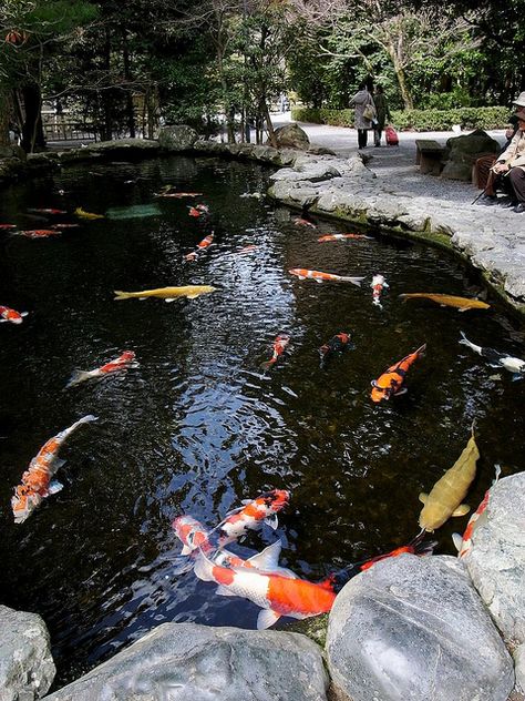 Koi fish need healthy, clean, water to thrive! Products and dyes from Organic Pond will keep your fish happy! www.organicpond.com Koi Pond Design, Garden Landscaping Ideas, Backyard Ponds, Goldfish Pond, Outdoor Ponds, Pond Waterfall, Pond Water Features, Carpe Koi, Koi Fish Pond