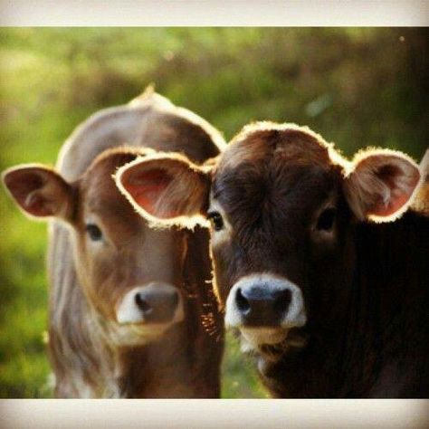 Cow Calf, Baby Cows, Cute Cows, Animal Photo, Animals Friends, Beautiful Creatures, Animal Kingdom, Animals Beautiful, Farm Animals