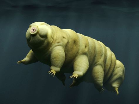 The dehydrated, minuscule “water bears” were aboard an unmanned Israeli craft that suffered a failed landing attempt. Moss Piglet, Lunar Lander, Suspended Animation, Strongest Animal, Moon Landing, Animal Facts, Chapel Hill, Water Bear, Sea Animals