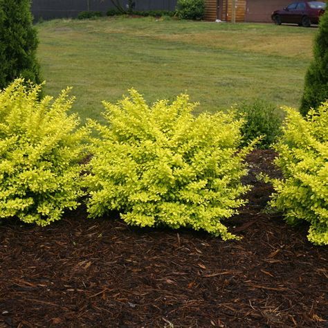 Sunjoy® Citrus - Barberry - Berberis thunbergii | Proven Winners Barberry Bush, Berberis Thunbergii, Villa Architecture, Backyard Ideas For Small Yards, Back Garden Design, Landscaping Supplies, Landscape Plans, Small Yard, Landscaping Tips