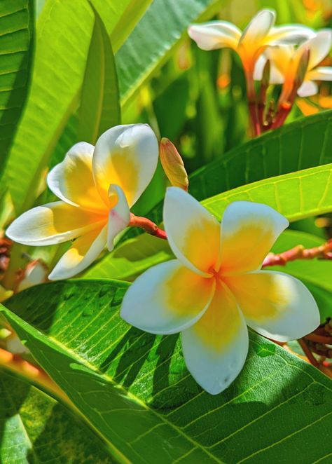 Flowers of the Philippines. Plumeria are so beautiful and fragrant and come in a variety of colors. They are very popular and grow in abundance here in our tropical climate. Flowers In The Philippines, Philippine Flowers, Flowers Plumeria, Class Board, Endangered Plants, Plants Decor, Tropical Climate, Flower Names, Shoe Design