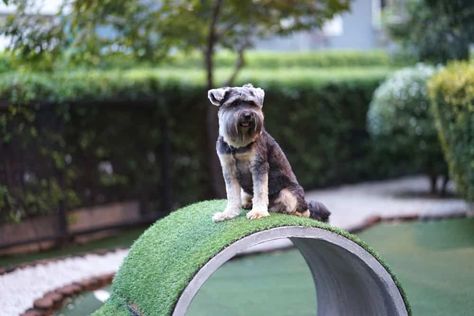 Dog Playground Ideas, Backyard Dog Playground, Outdoor Dog Area, Puppy Playground, Indoor Dog Park, Dog Friendly Backyard, Dog Backyard, Ideas For Dogs, Backyard Ideas For Small Yards