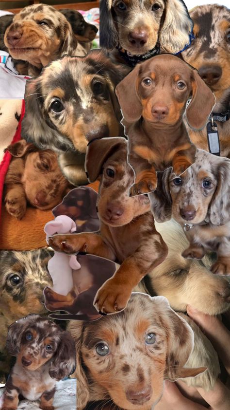 Dashhound Puppies, Dachshund Lovers, My Dream, Dachshund, Puppies, Dogs