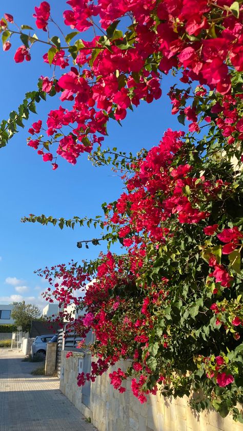 pink flower tree outdoors with bright rose buds Pink Leaves Aesthetic, Pink Flower Tree, Spanish Flowers, Wallpaper Ios, Hot Pink Flowers, Flower Tree, Rose Trees, Insta Post, Pink Trees