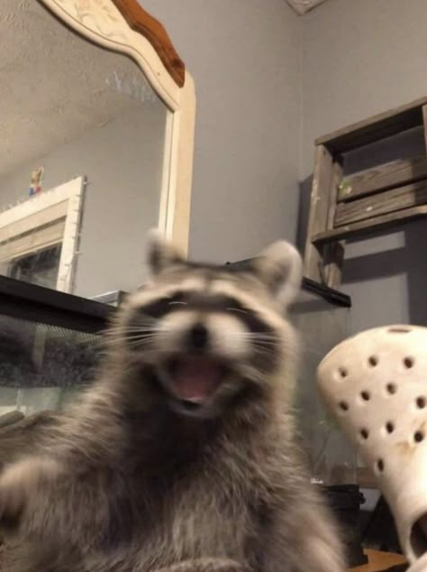 Raccoon Memes, Trash Pandas, Pet Raccoon, Cute Raccoon, Raccoon Funny, Trash Panda, Silly Animals, Racoon, Reaction Pics