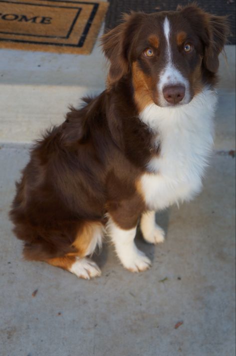 Red Tricolor Australian Shepherd, Red Aussie Shepherd, Red Aussie, Red Tri Australian Shepherd, Mini American Shepherd, King Shepherd, Animals Are Better Than People, Miniature American Shepherd, American Shepherd