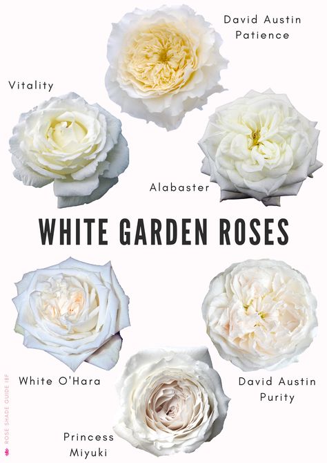 White Rose Varieties, Types Of White Roses, Garden Rose Wedding Bouquet, Vip Roses, Colors Of Roses, White Garden Roses, Big Roses, Most Popular Flowers, Rose Varieties