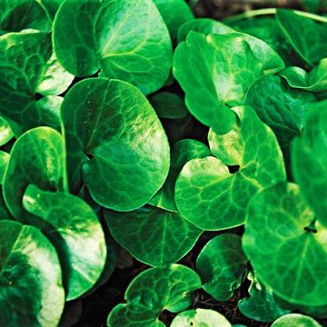 Wild Ginger. Love the Green Glossy leaves of this groundcovering Perennial! Grows 4 to 10 inches tall and 6 to 12 inches wide in part sun, part shade. A must-have for my garden!  ZONE 3-8 Wild Ginger Plant, Northwest Garden, Easy Perennials, Plant Encyclopedia, Ginger Plant, Wild Ginger, American Samoa, Ground Cover Plants, Woodland Garden