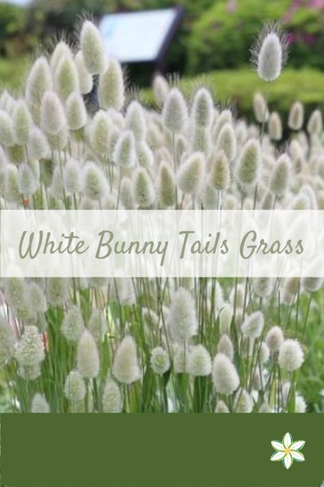 This is a pin about white bunny tails grass Bunny Tail Plant, Bunny Tail Plant Ornamental Grasses, Bunny Tail Grass Gardens, Bunny Grass Plant, White Flower Plant, Bunny Tails Plant, Bunny Tail Flower, Pink And White Garden, White Landscaping