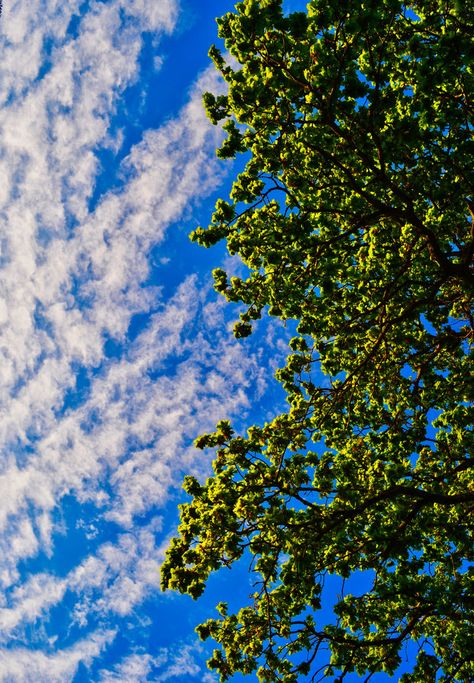 Blue Sky Photography, Aesthetic Clouds, Artsy Photos, Flowery Wallpaper, Blue Sky Background, The Blue Sky, Green Sky, Moon Photography, Phone Wallpaper For Men