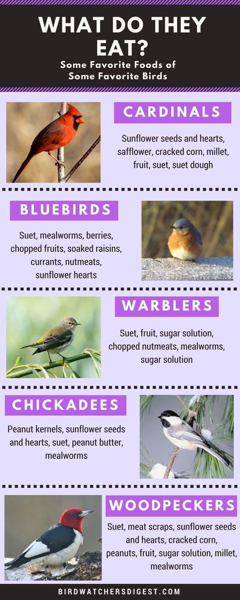 Backyard Birds Watching, Backyard Birds Sanctuary, Bird Suet, Feed The Birds, What Is A Bird, Bird Feeding, Bird House Kits, Birds And The Bees, Bird Watchers