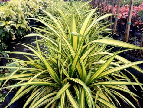 Pandanus Plant, Landscaping Shrubs, Low Water Plants, Tropical Landscape Design, Balcony Decoration, Plant Mama, Herb Garden Design, Tropical Landscape, Apartment Balcony Decorating