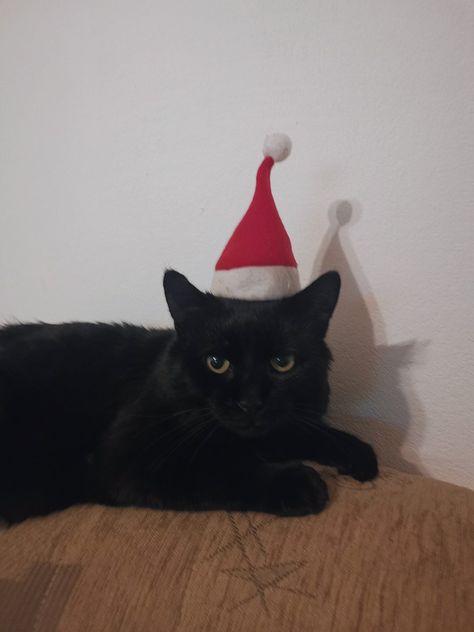 Cat Christmas Hat, Cat Santa Hat, Christmas Cat, Black Christmas, Ying Yang, Beautiful Animals, Christmas Hat, Black Cats, Beautiful Cats