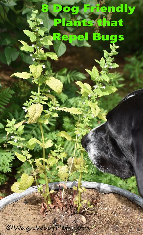 8 Dog-Friendly Plants that Repel Bugs Dog Safe Plants, Insect Repellent Plants, Dog Friendly Plants, Dog Friendly Garden, Dog Friendly Backyard, Plants That Repel Bugs, Catnip Plant, Dog Backyard, Dog Yard