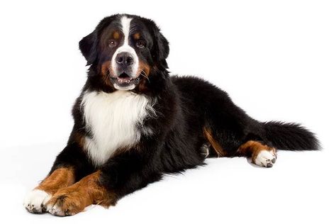 🐾 Mountain Dog Breeds, Entlebucher Mountain Dog, Saint Bernard (dog), Bernese Mountain Dogs, Bernese Mountain Dog Puppy, Akc Breeds, St Bernard Dogs, Bernard Dog, Dog Shedding