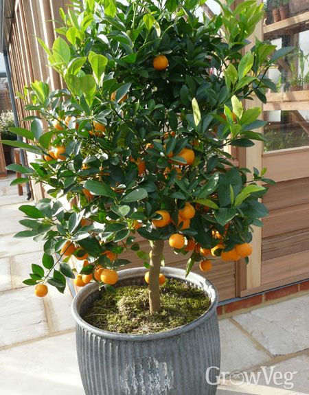 Fruit Trees In Containers, Growing Citrus, Citrus Garden, Citrus Plant, Growing Fruit Trees, Citrus Trees, Potted Trees, Bulb Flowers, Trees And Shrubs