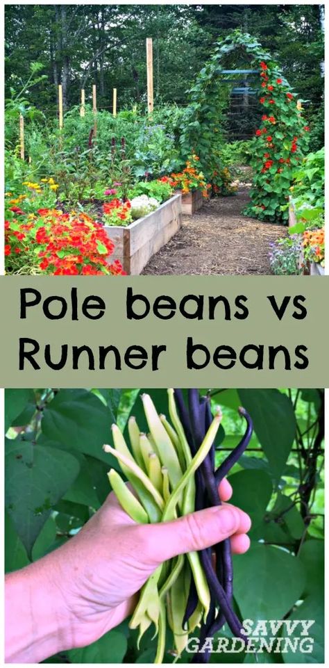 Pole Bean Trellis, Bean Trellis, Scarlet Runner Beans, Growing Beans, Metal Garden Fencing, Growing Vegetables In Pots, Veggie Gardens, Planting Garlic, Gardening Vegetables