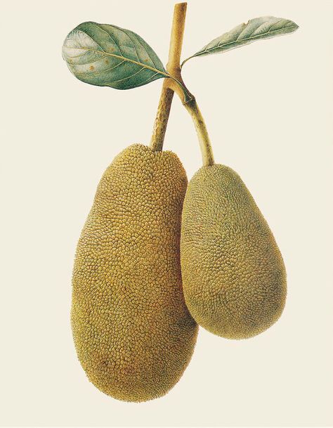 Brigid Edwards. Artocarpus hererophyllus (Jackfruit) 1998, watercolour on vellum. Jackfruit Drawing, Plant Paintings, Jackfruit Tree, Pizza Fruit, Alamy Stock Photo, Tree Drawing Simple, Science Illustration, Drawing Simple, Fruit Illustration