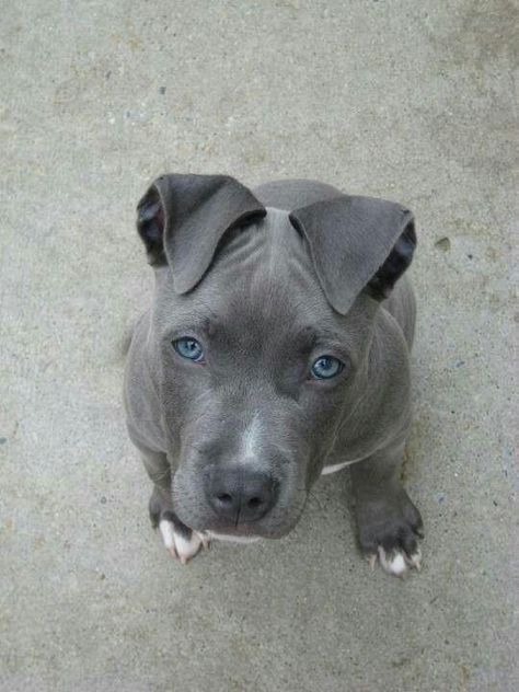 Pitbull, Blue Eyes, A Black, Grey, Blue, White, Black