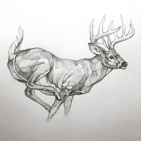 Hunting Drawings, Deer Sketch, Deer Artwork, Deer Drawing, Western Artwork, Deer Tattoo, Wood Duck, Drawing Examples, Eagle Art