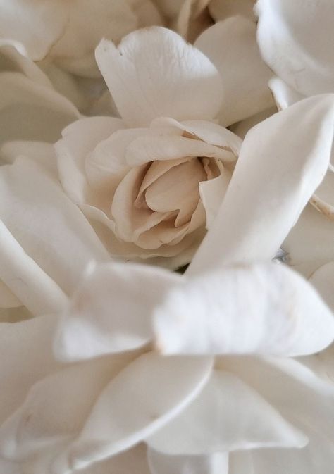 Creamy White Aesthetic, White Gardenia, Baby Looney Tunes, Phone Screen Wallpaper, Ange Demon, Lovely Flowers Wallpaper, Fancy Cars, Flowers Wallpaper, Red Wallpaper