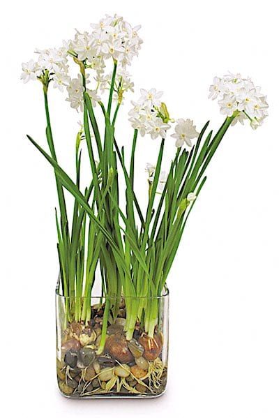 Bulbs In Water, Growing Bulbs Indoors, Forced Bulbs, Forcing Bulbs, Paper Whites, Indoor Water Garden, Growing Bulbs, Garden Bulbs, Spring Bulbs