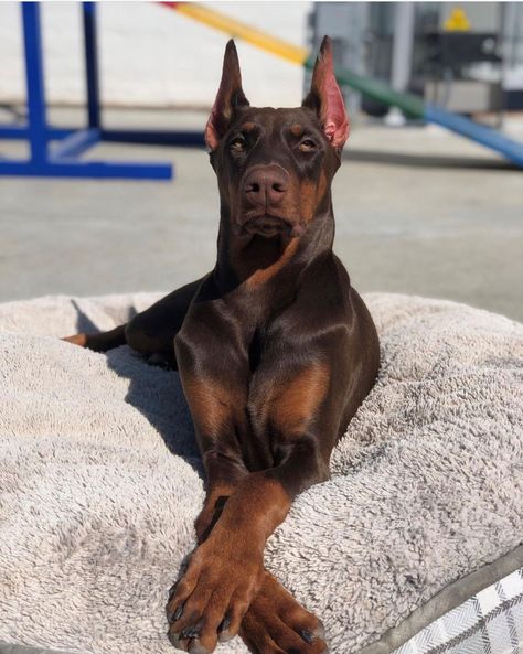 BARRIO SAINTS DOBERMANS LOS ANGELES Has Doberman Pinscher Puppies For Sale In Los Angeles, CA Doberman Pinscher Puppies, Doberman Puppies For Sale, Doberman Puppies, Doberman Pinscher Puppy, Doberman Puppy, Doberman Dogs, Dogs For Sale, American Kennel Club, Doberman Pinscher