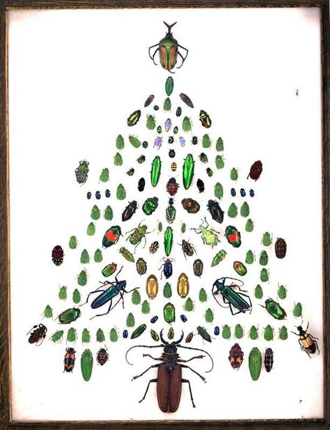 Merry Christmas - Bug Style Natural History Museum, Australian Animals, History Museum, Beetles, The Natural, Natural History, Wind Chimes, Advent, Baby Mobile