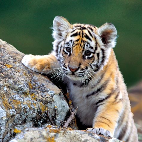 Cub Cute Tiger Cubs, Save The Tiger, Baby Tigers, Fox Dog, Cat Species, Tiger Pictures, Cute Tigers, Baby Tiger, Tiger Cub