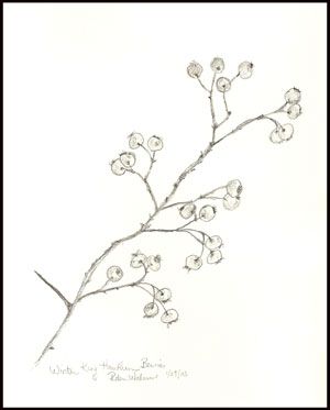 Botanical drawing of hawthorn branch Hawthorn Tree, Branch Tattoo, Botanical Drawing, Plant Guide, Cornell University, Online Class, Botanical Drawings, Tree Branch, Out Loud