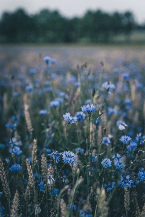 Blue Flower Field, Red Roses Wallpaper, Roses Wallpaper, Flower Close Up, Wildflower Meadow, Night Garden, Close Up Photography, Meadow Flowers, Rose Wallpaper