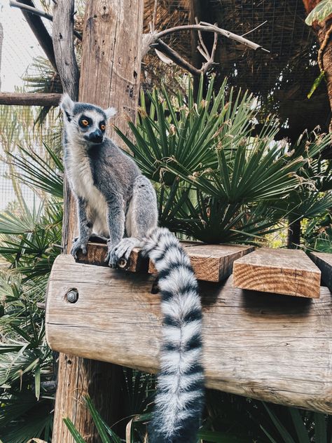 #junglepark #tenerife #cute #animals #canaryisland #zoo #ringtailedlemurs #lemurs Zooaligest Aesthetic, Zoo Aesthetic, Summer Homescreen, Summer Pfp, Med Vet, Animal Sanctuary, Pretty Animals, 2025 Vision, Zoology