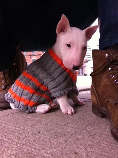 White Dog, Bull Terrier, Puppies, Dogs, White