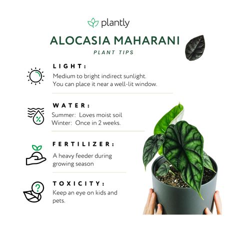 Alocasia Plant Care, Alocasia Care, Pinterest Plant, Plants Names, Indoor Oasis, All Things Green, Alocasia Plant, Plant Care Instructions, Plant Tips