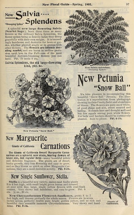 New floral guide :. West Grove, Pa. :Conard & Jones Co.,1901.. biodiversitylibrary.org/page/42484259 Aesthetic Book Pages, Old Decoration, Vintage Newspaper, Scrapbook Stickers Printable, Picture Collage Wall, Language Of Flowers, Photo Wall Collage, Vintage Poster Art, Art Collage Wall