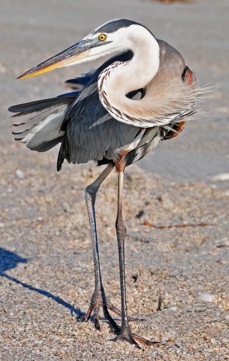 Photographs courtesy of Lee County Visitor & Convention Buearu and Lee County Parks & Recreation Department Great Blue Heron Art, Heron Art, Lee County, Animal Study, British Wildlife, Herons, Exotic Birds, Blue Heron, Sea Birds