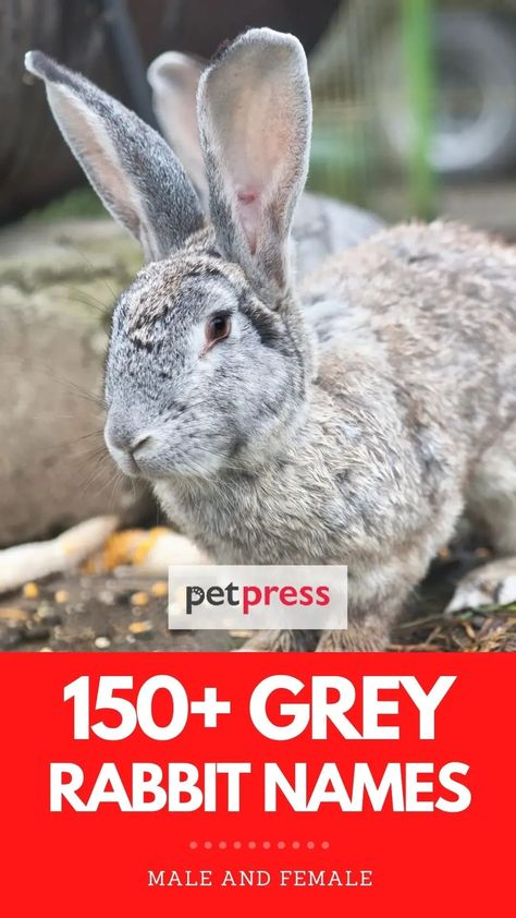 Whether it’s a big bunny or a small bunny, there is an adorable grey rabbit name in here that will suit him or her just fine. Unique Bunny Names, Female Rabbit Names, Female Rabbit, Rabbit Names, Grey Rabbit, Small Bunny, Bunny Names, Big Bunny, Grey Bunny